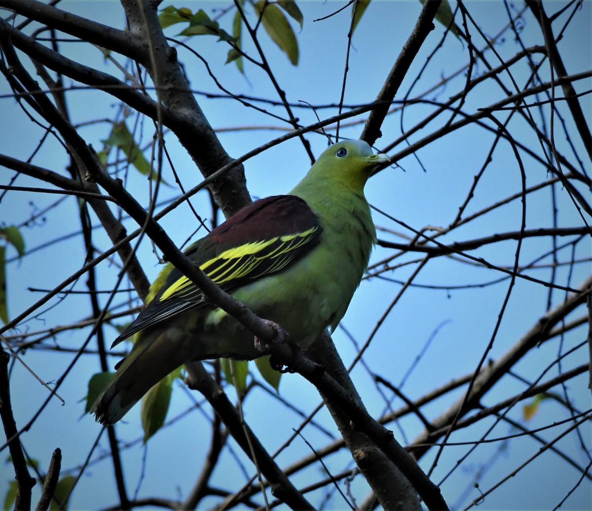 Gray-fronted Green-Pigeon - mathew thekkethala