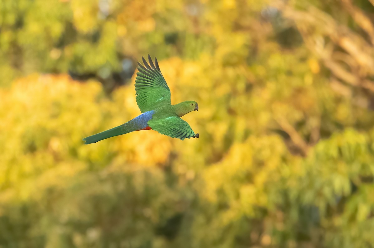 Australian King-Parrot - ML603627621