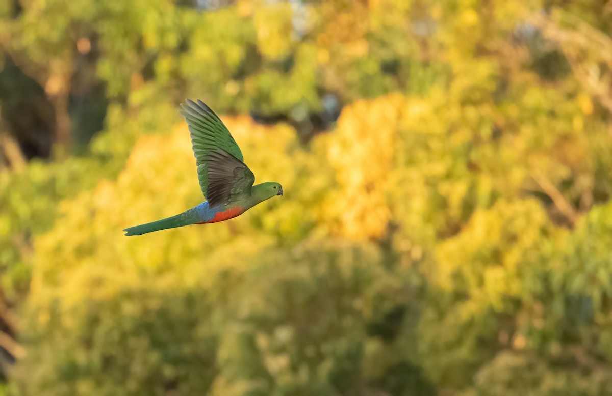 Australian King-Parrot - ML603627631