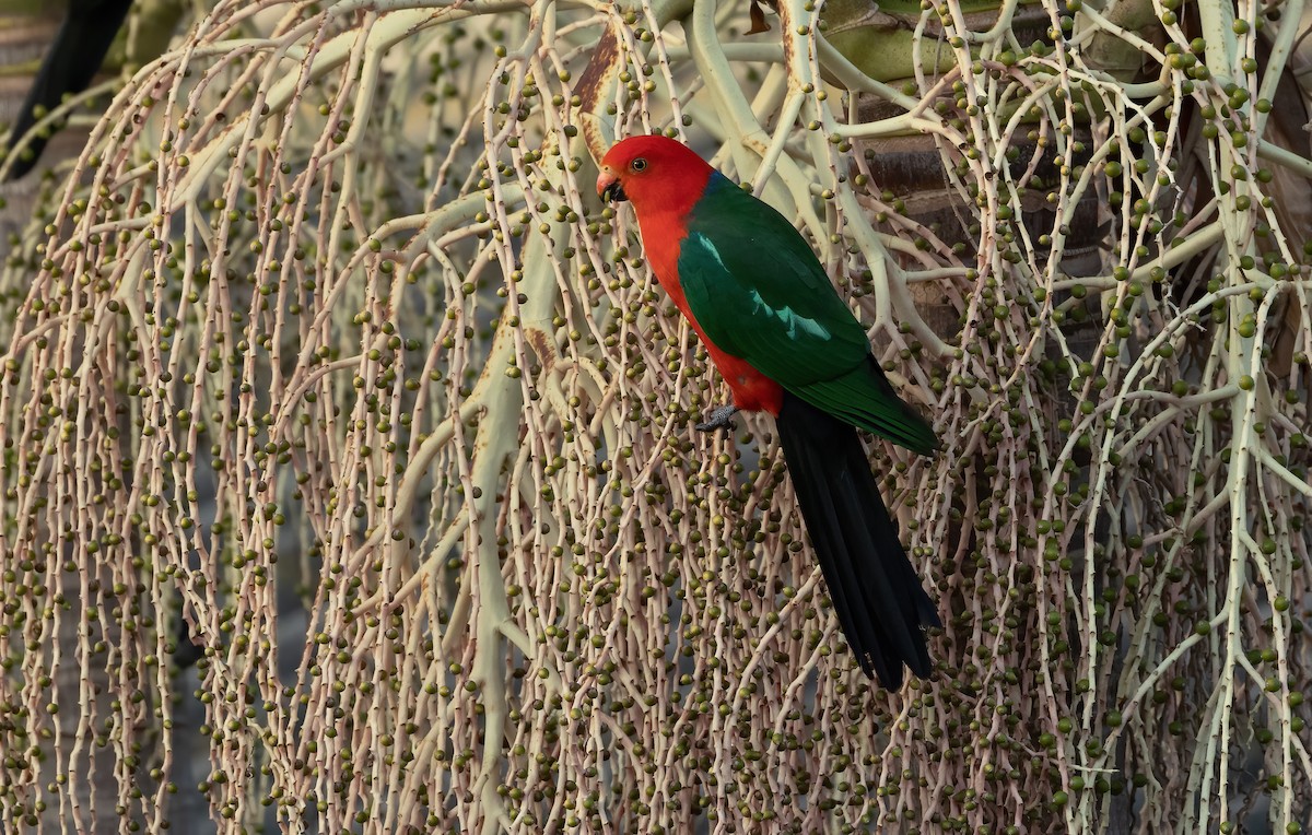Australian King-Parrot - David Ongley