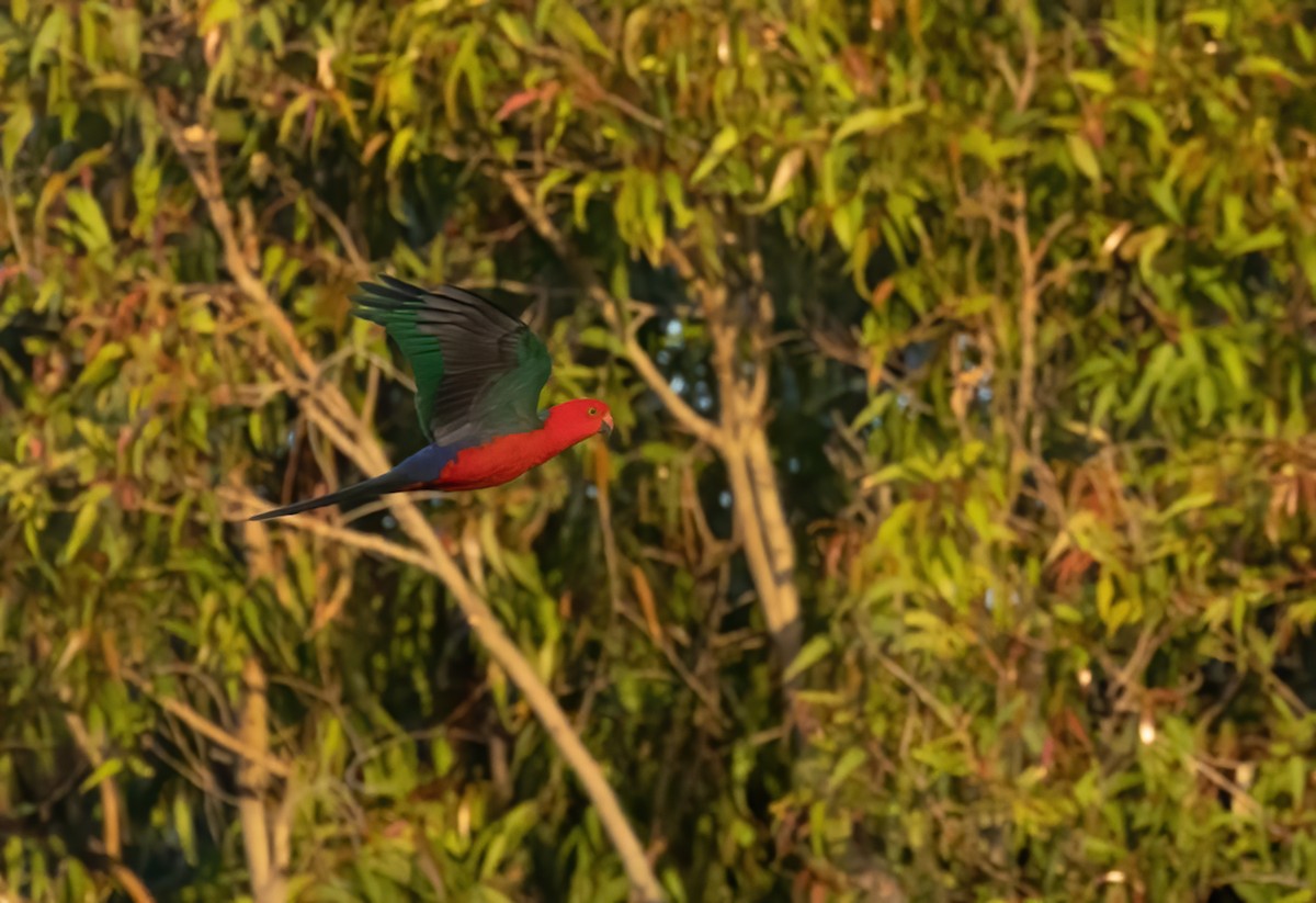 Australian King-Parrot - ML603627651