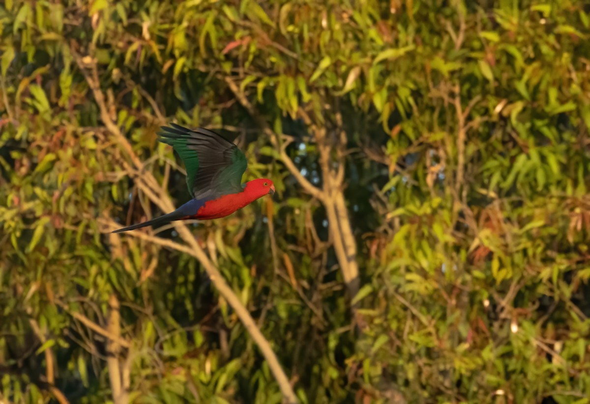 キンショウジョウインコ - ML603627651
