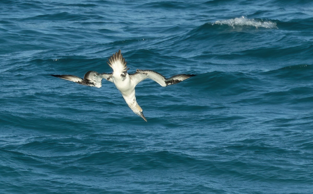 Australasian Gannet - ML603627831