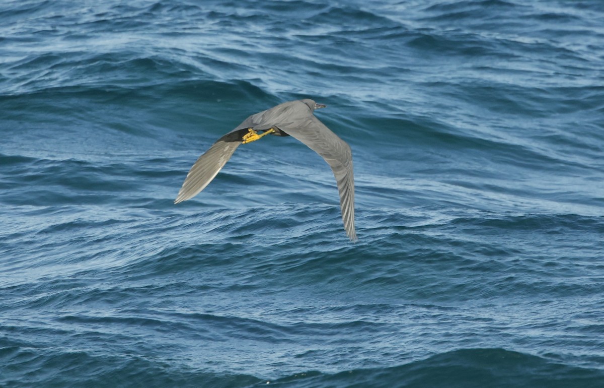 Pacific Reef-Heron - ML603628111