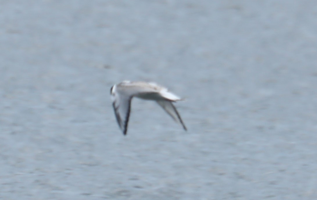 Bonaparte's Gull - ML603628331