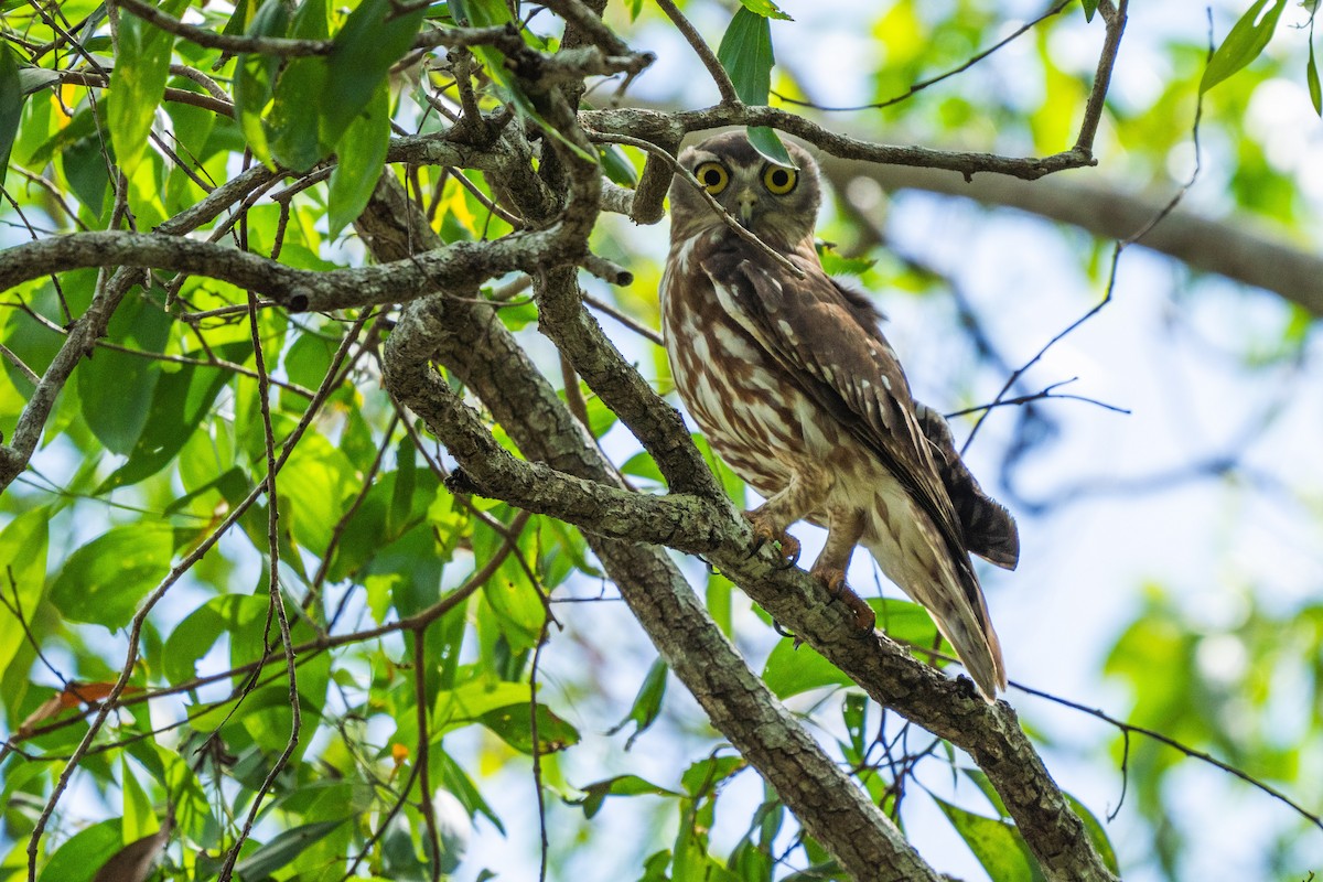 Barking Owl - ML603628411