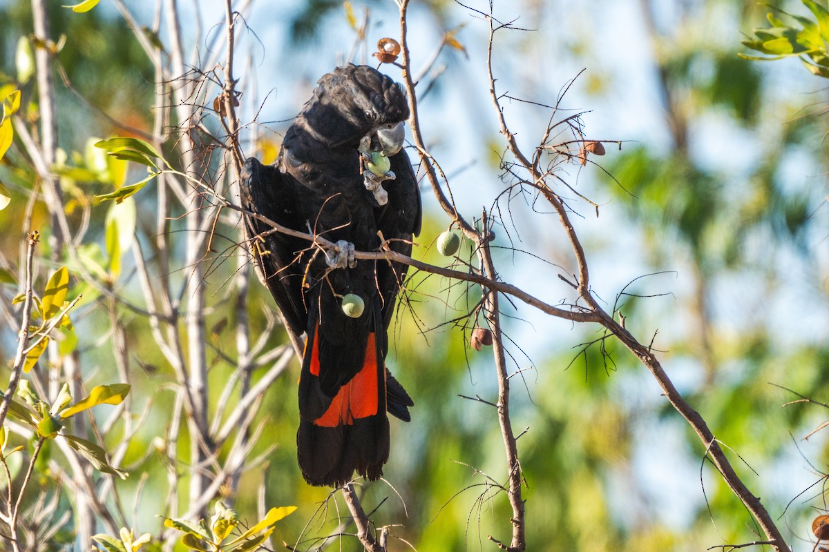 Red-tailed Black-Cockatoo - Duncan Henderson