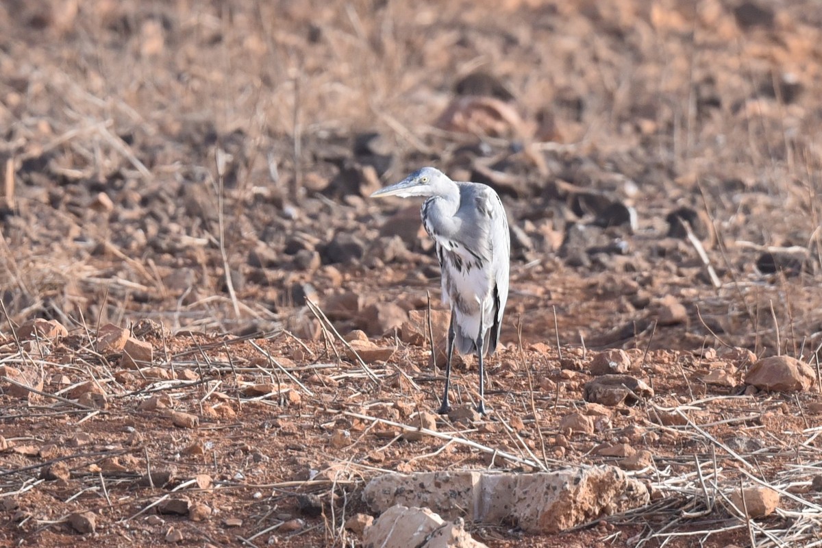 Gray Heron - ML603629361