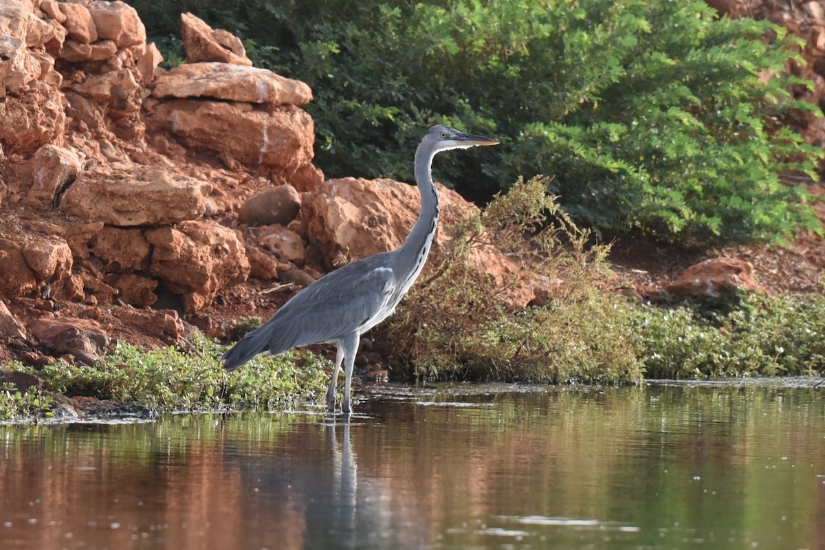 Gray Heron - ML603629601