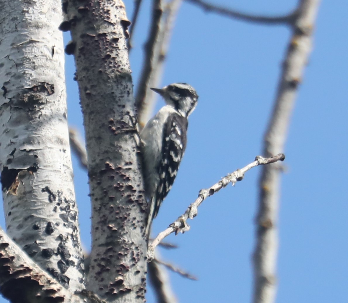 Downy Woodpecker (Eastern) - ML603629971