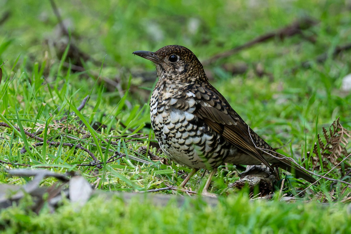 Bassian Thrush - John  Van Doorn