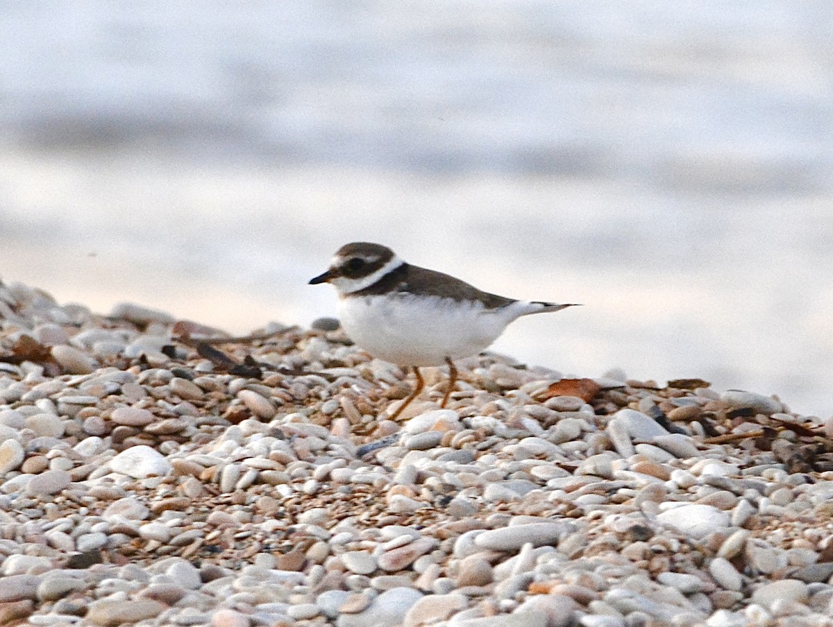 Common Ringed Plover - ML603630501