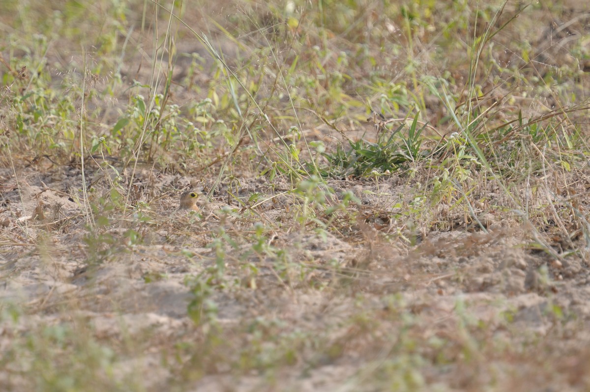 Four-banded Sandgrouse - ML603630701