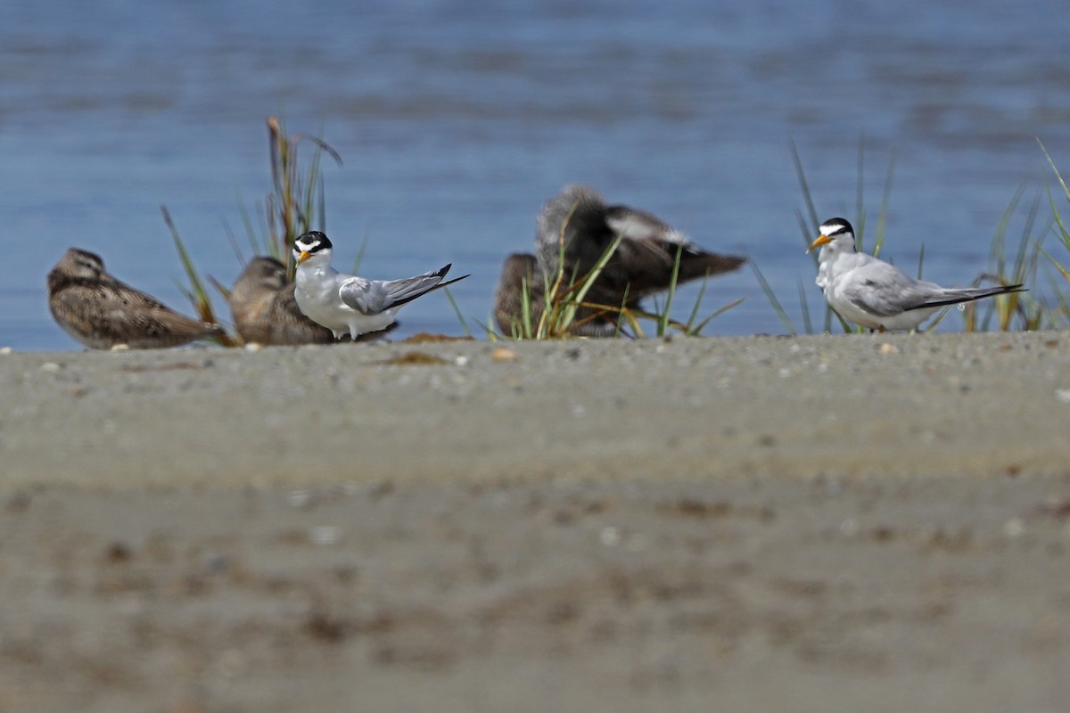 Least Tern - ML603630761