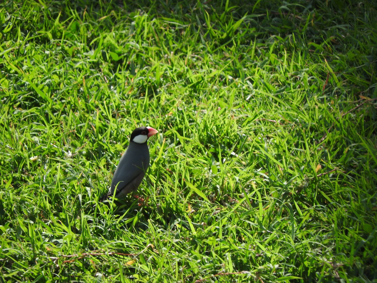 Java Sparrow - Chris Elphick