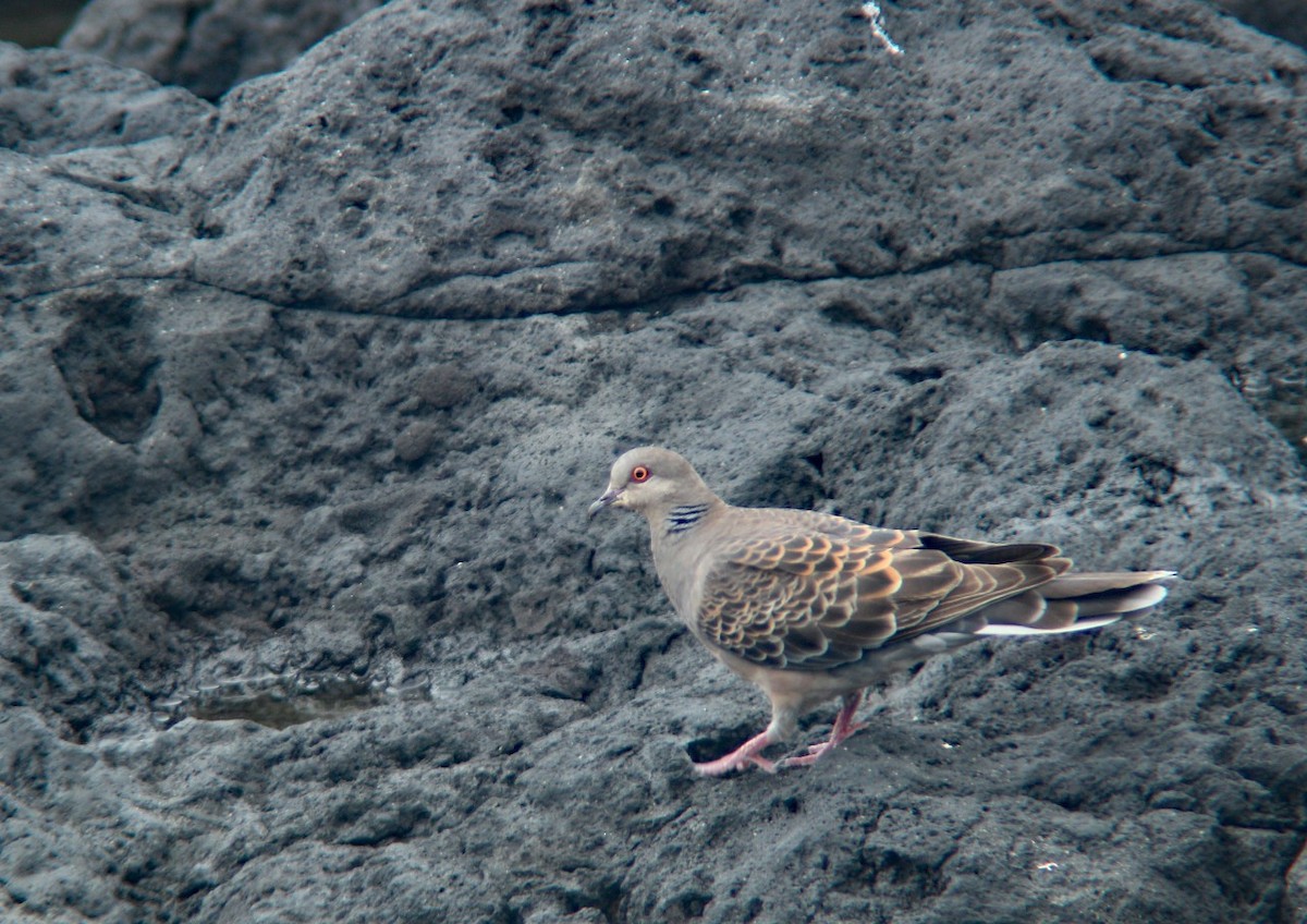 Oriental Turtle-Dove - ML603631431