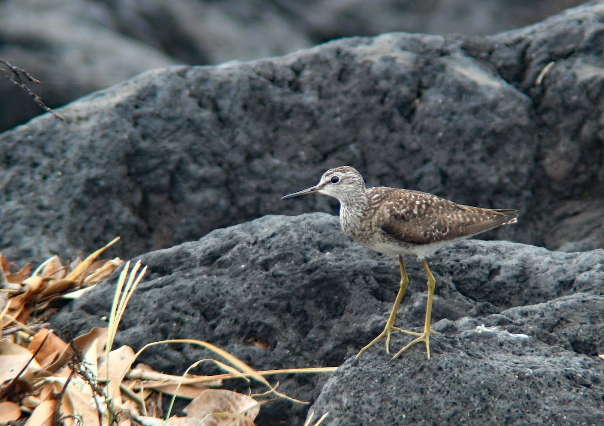 Wood Sandpiper - ML603631451