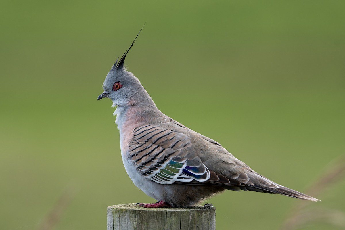 Crested Pigeon - ML603632091