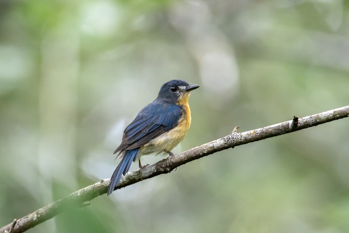 Mangrove Blue Flycatcher (Mangrove) - Thanyarat Sukruan