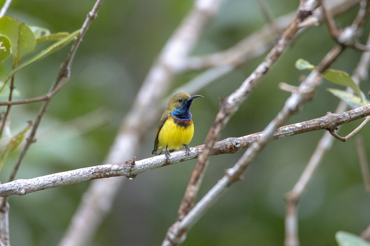 黃腹花蜜鳥 - ML603632161