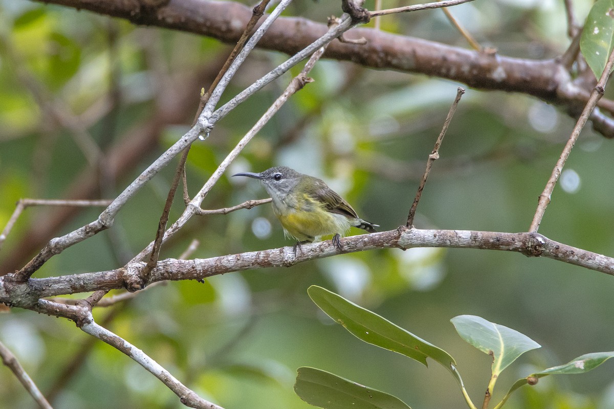 Copper-throated Sunbird - Thanyarat Sukruan