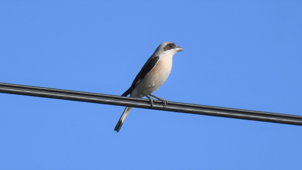 Lesser Gray Shrike - ML603632791