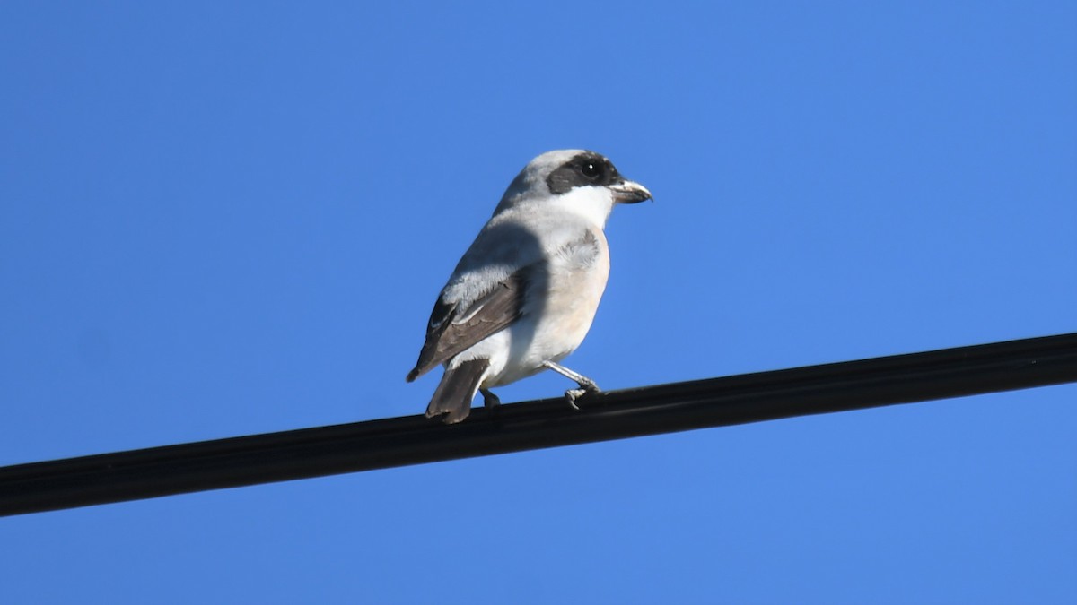 Lesser Gray Shrike - Viorel-Ilie ARGHIUS