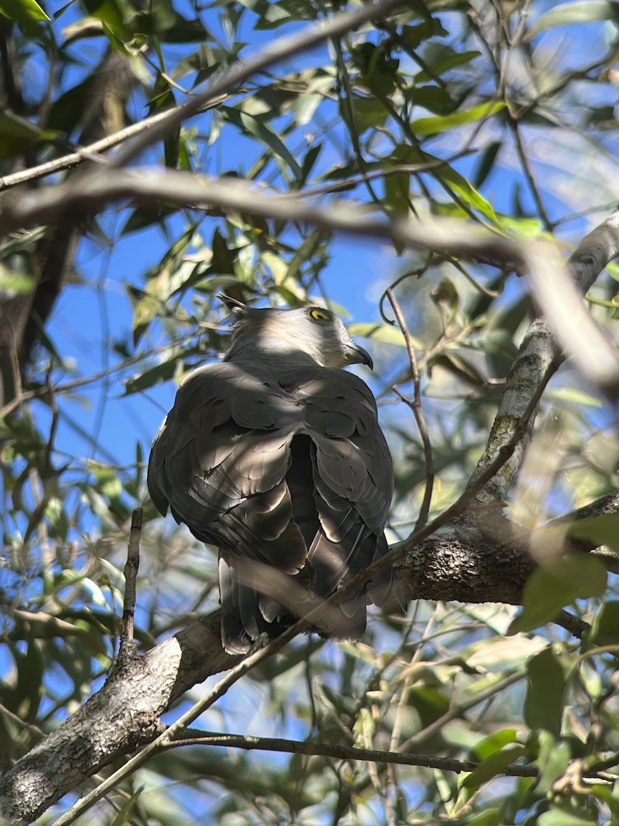 Pacific Baza - Mike Youdale