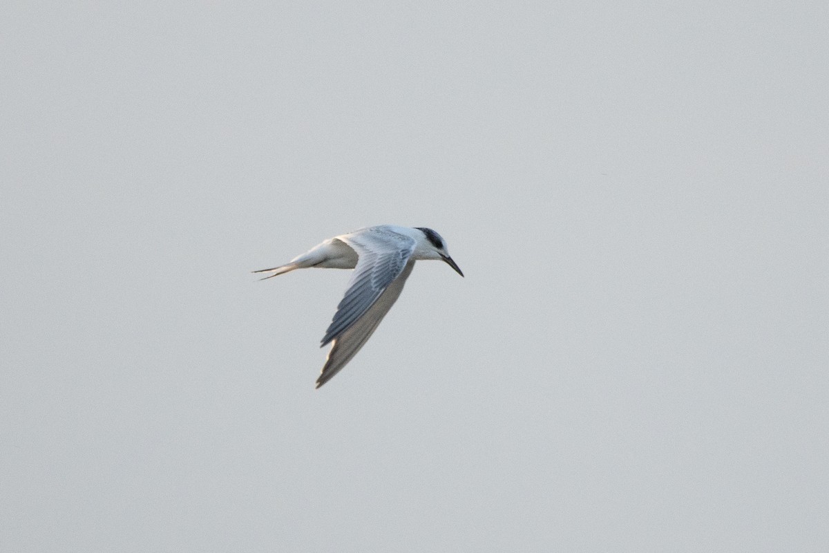 Sandwich Tern - ML603634271