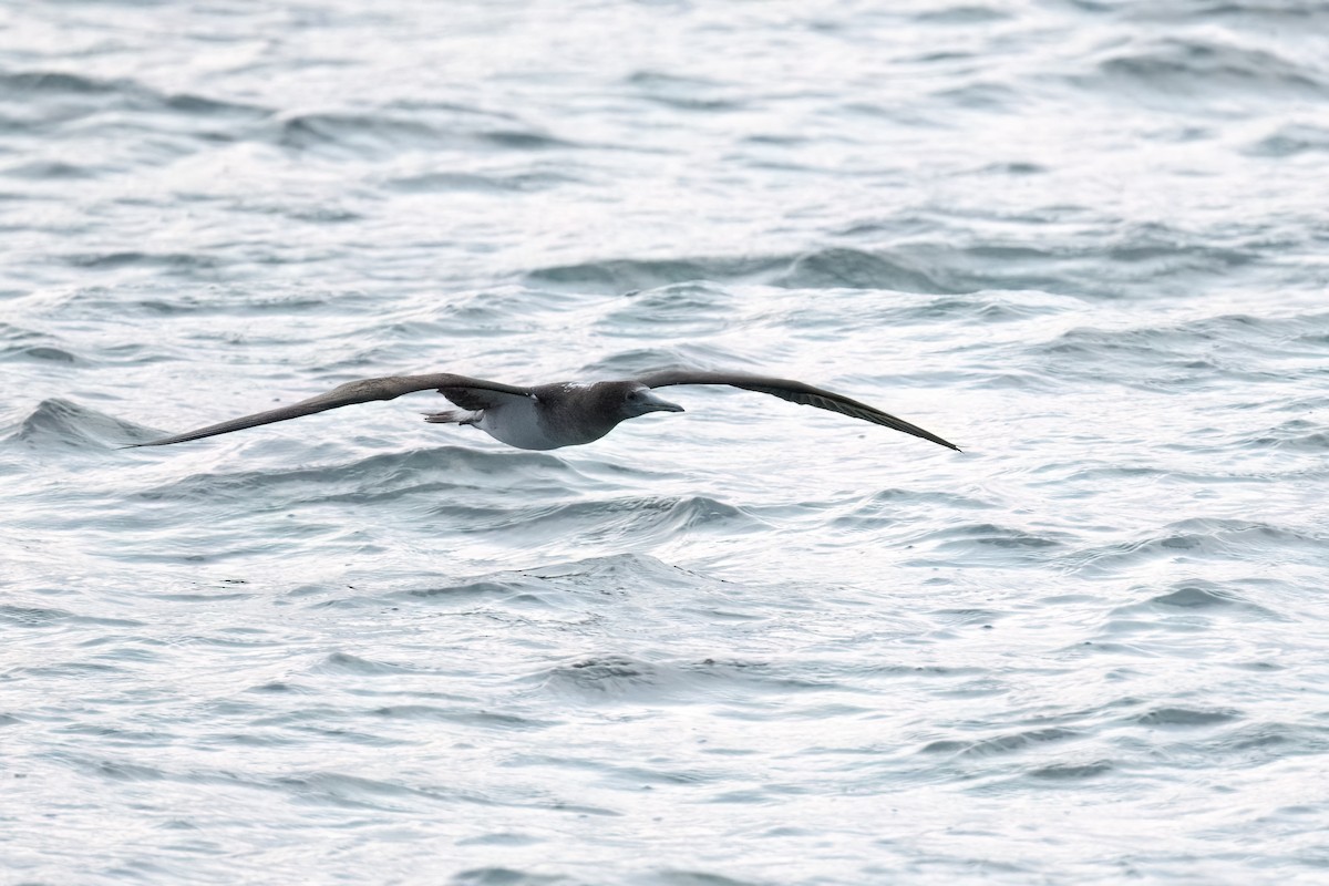 Blue-footed Booby - ML603637361