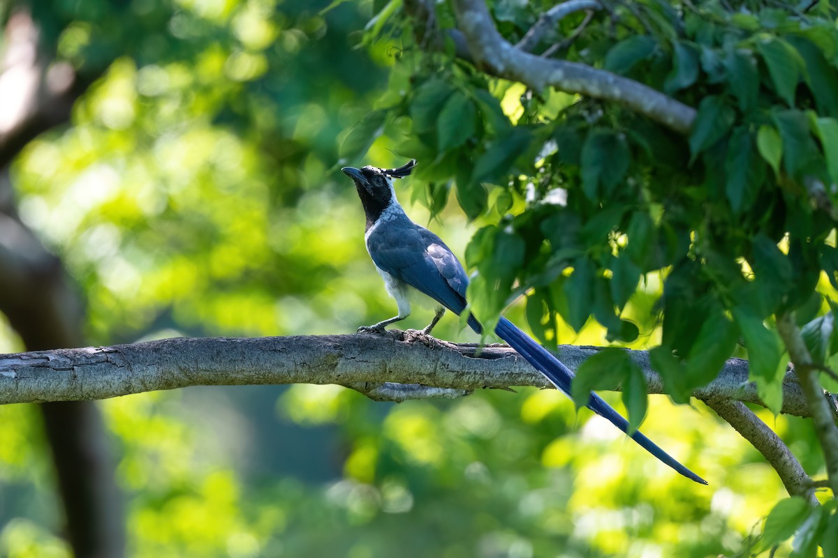 Black-throated Magpie-Jay - ML603637711