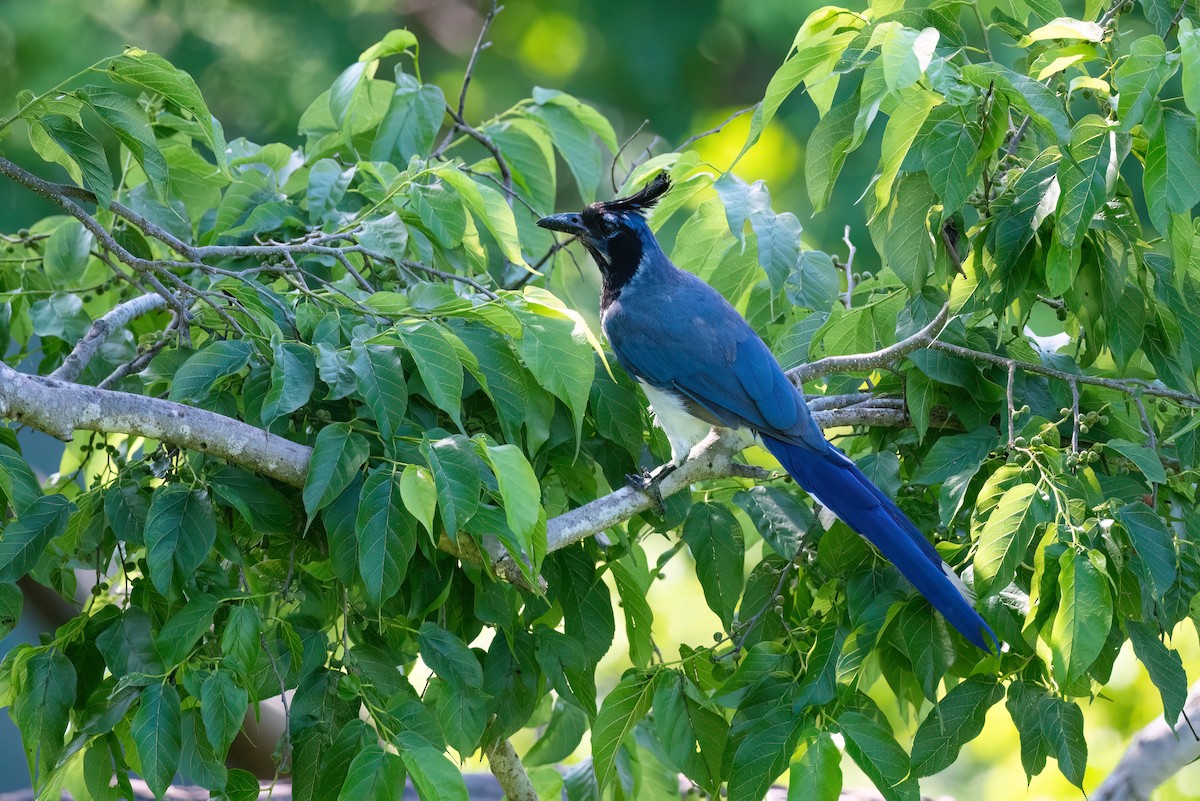 Black-throated Magpie-Jay - ML603637721