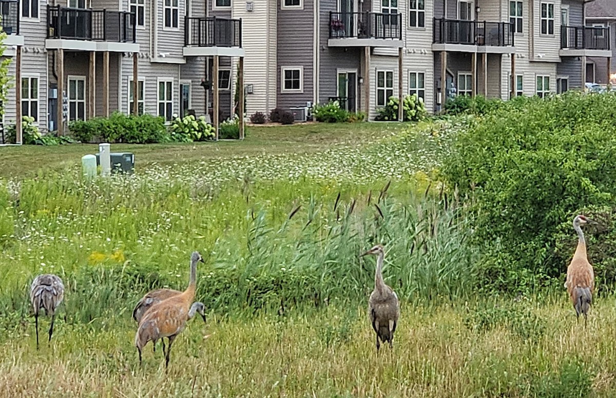 Sandhill Crane - Lisa Burr