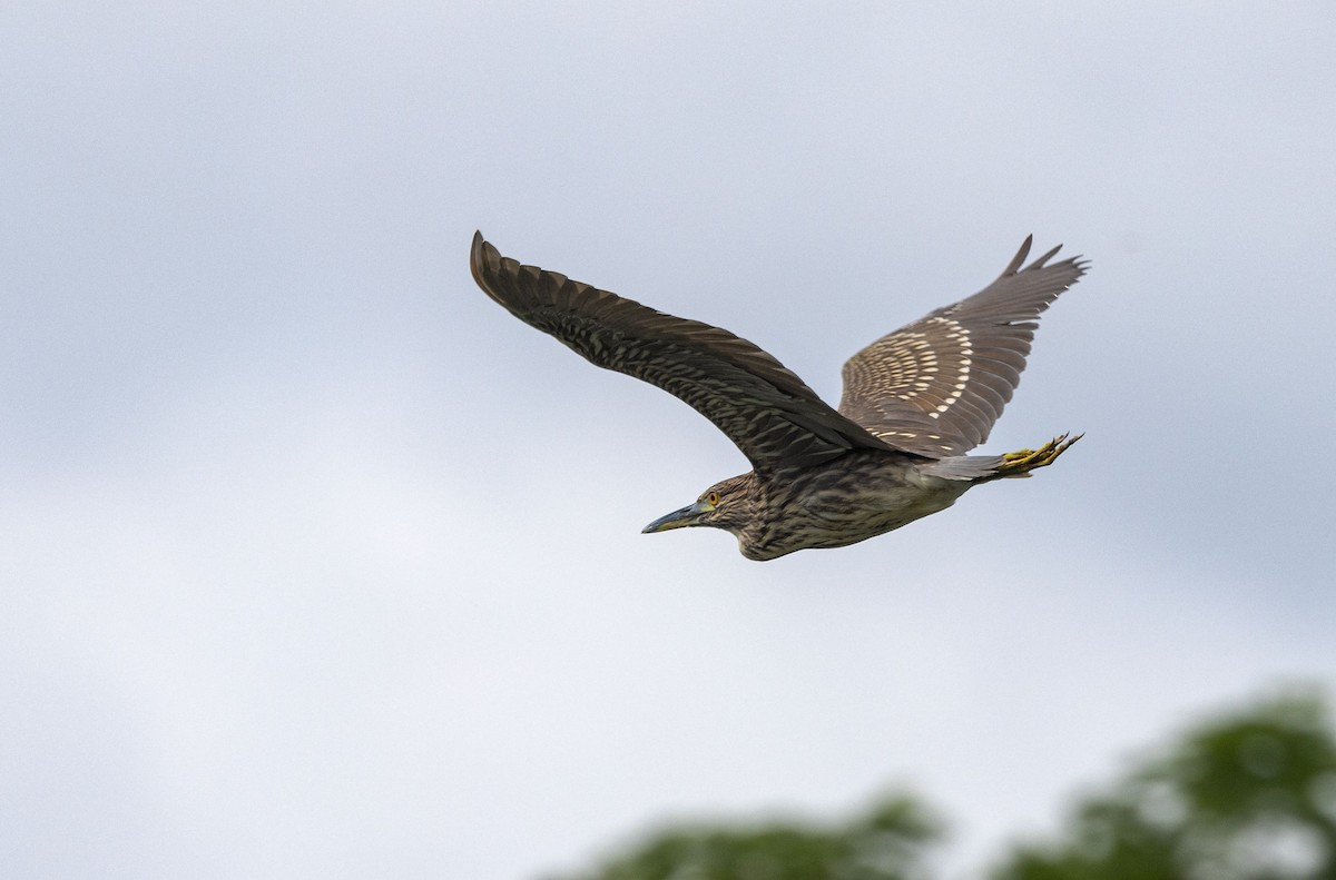 Black-crowned Night Heron - ML603638931