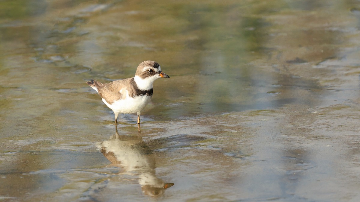 Semipalmated Plover - ML603639201