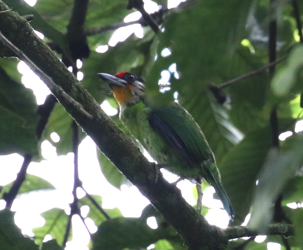 Golden-throated Barbet - ML603639551