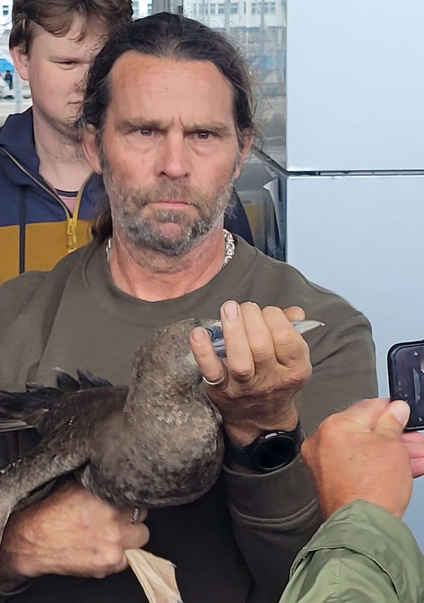 Brown Booby - ML603639781