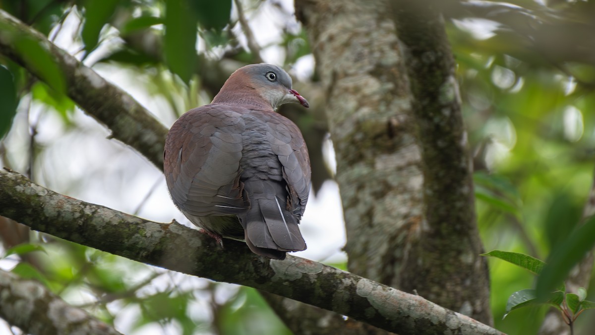 Mountain Imperial-Pigeon - ML603639891