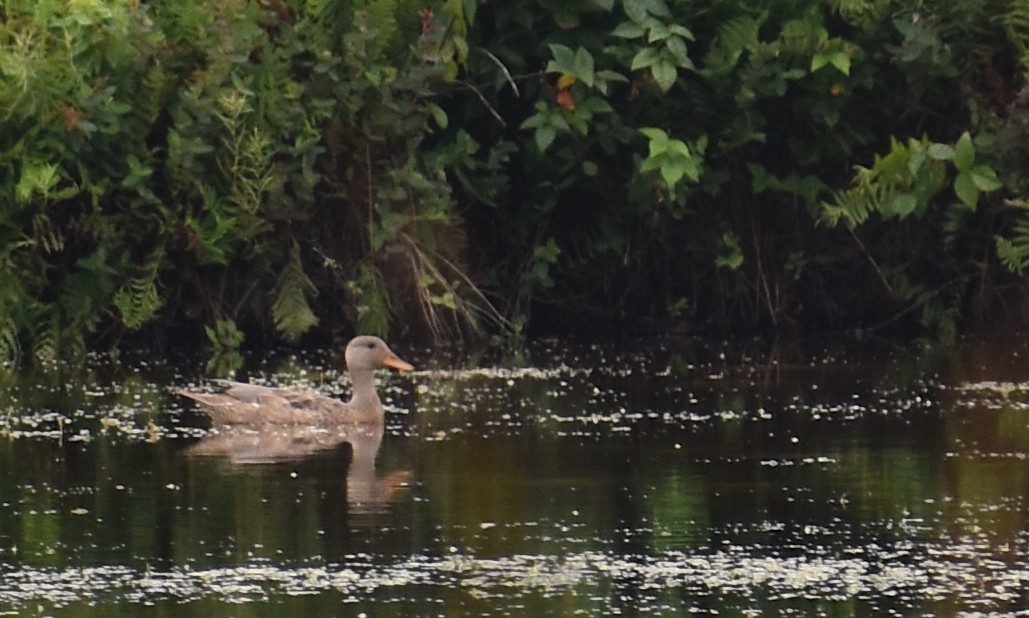 Gadwall - ML603639901