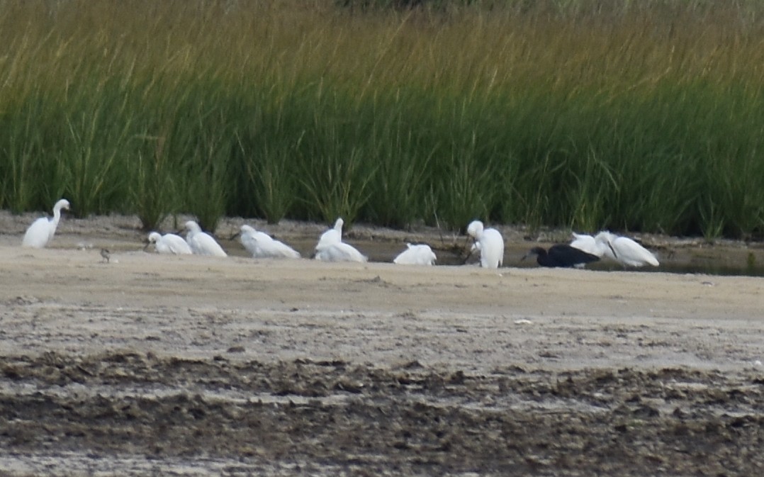 Little Blue Heron - ML603639991