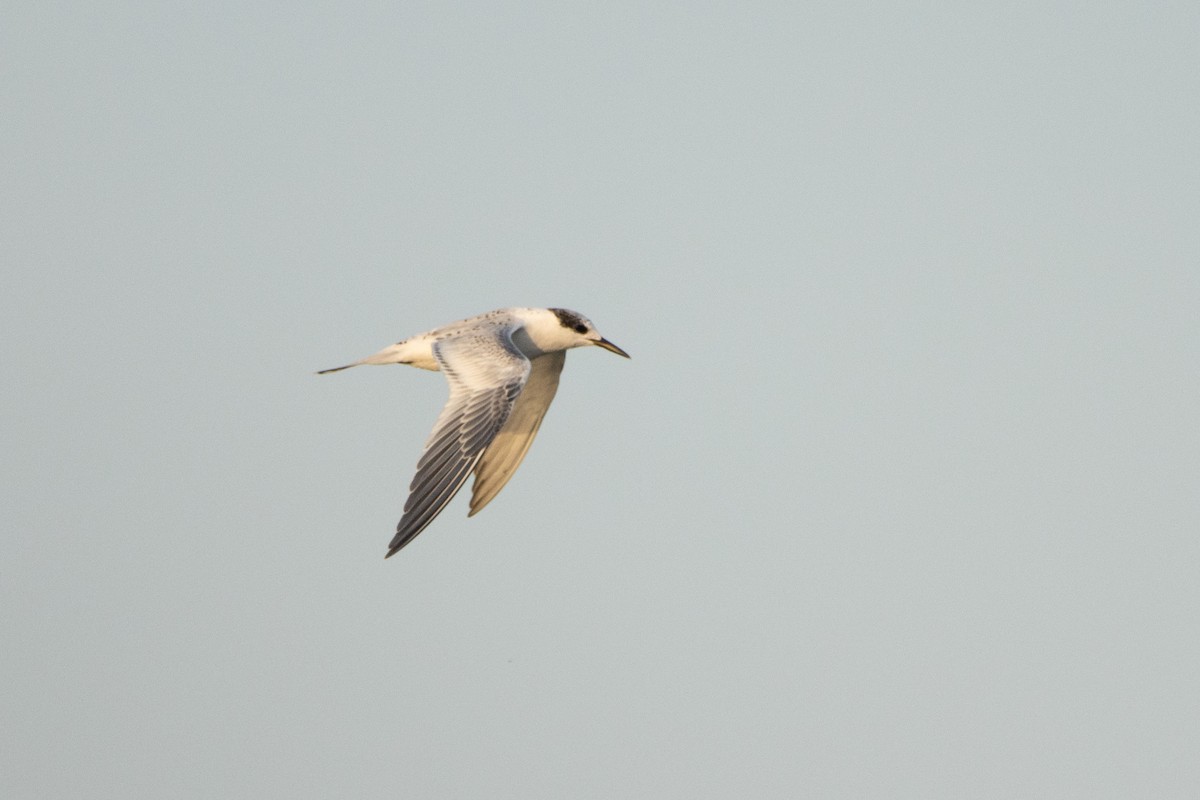 Sandwich Tern - ML603640031