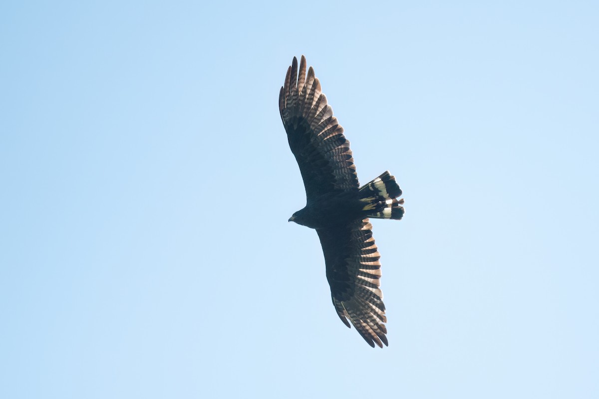 Zone-tailed Hawk - Adam Jackson