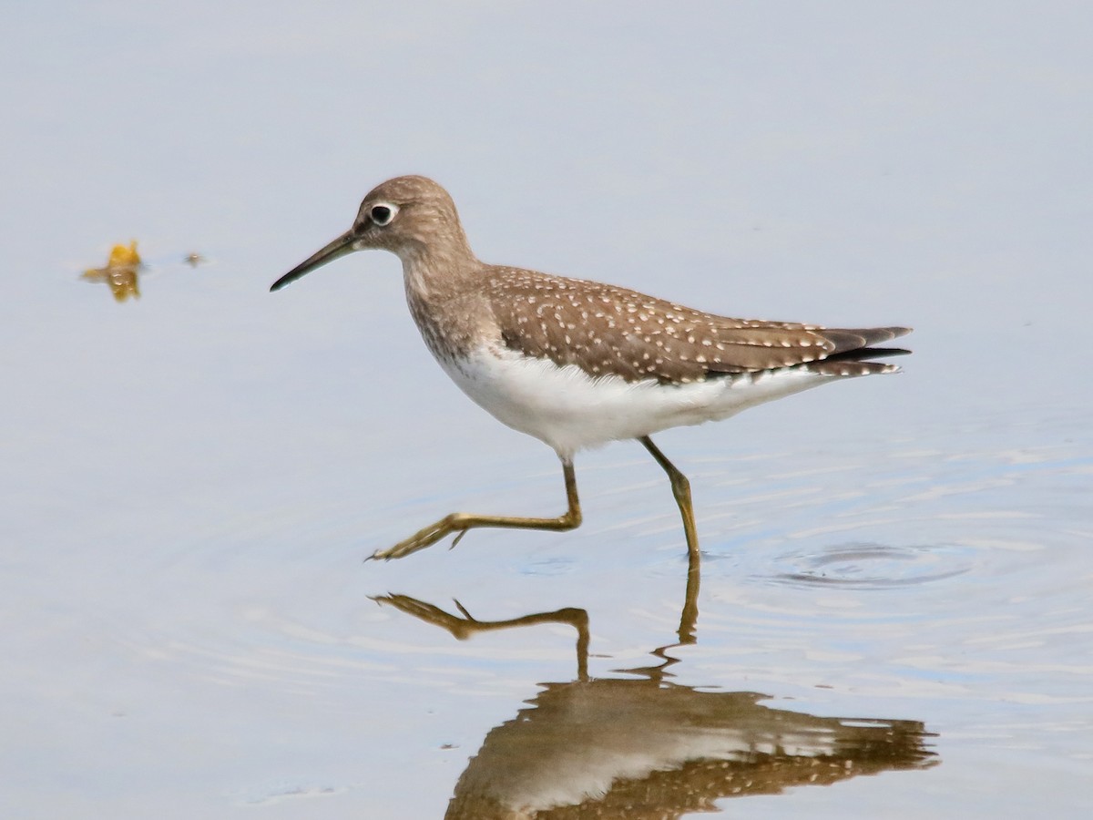 Solitary Sandpiper - ML603640241