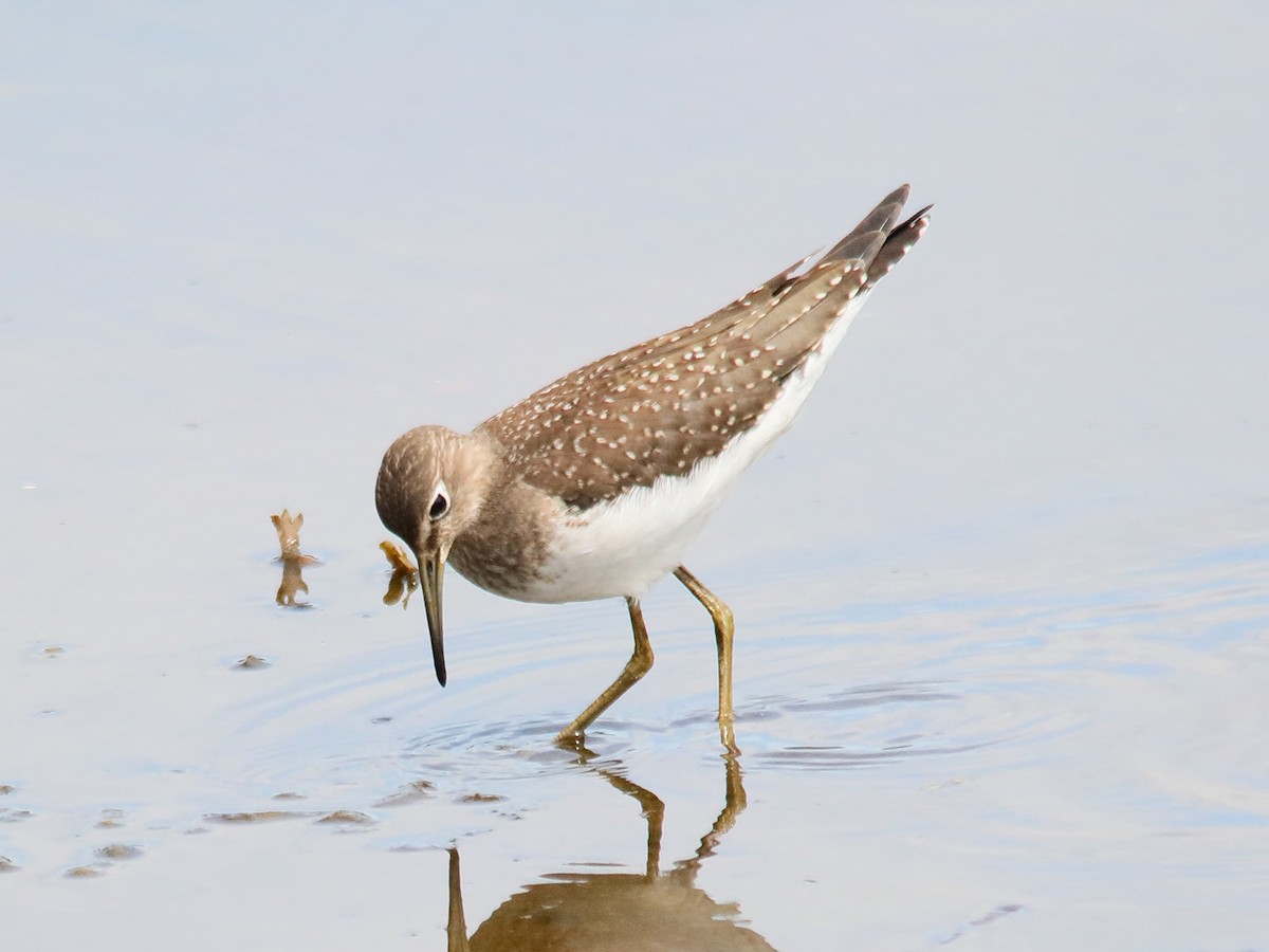 Solitary Sandpiper - Blair Fleming