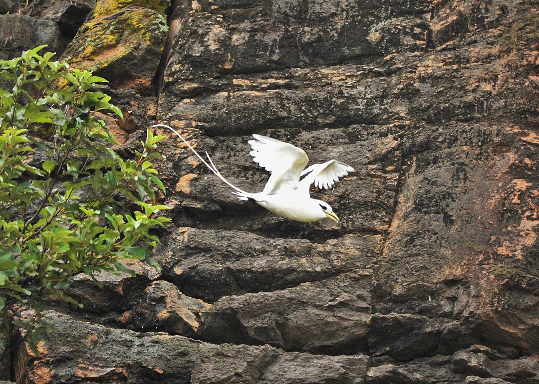 White-tailed Tropicbird - Júlio César Machado