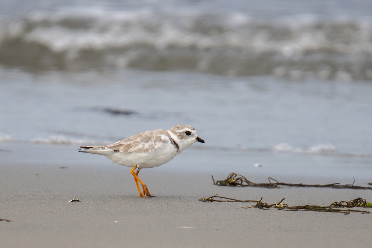 Piping Plover - ML603640681