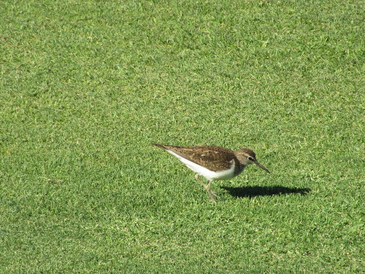 Common Sandpiper - ML603641121