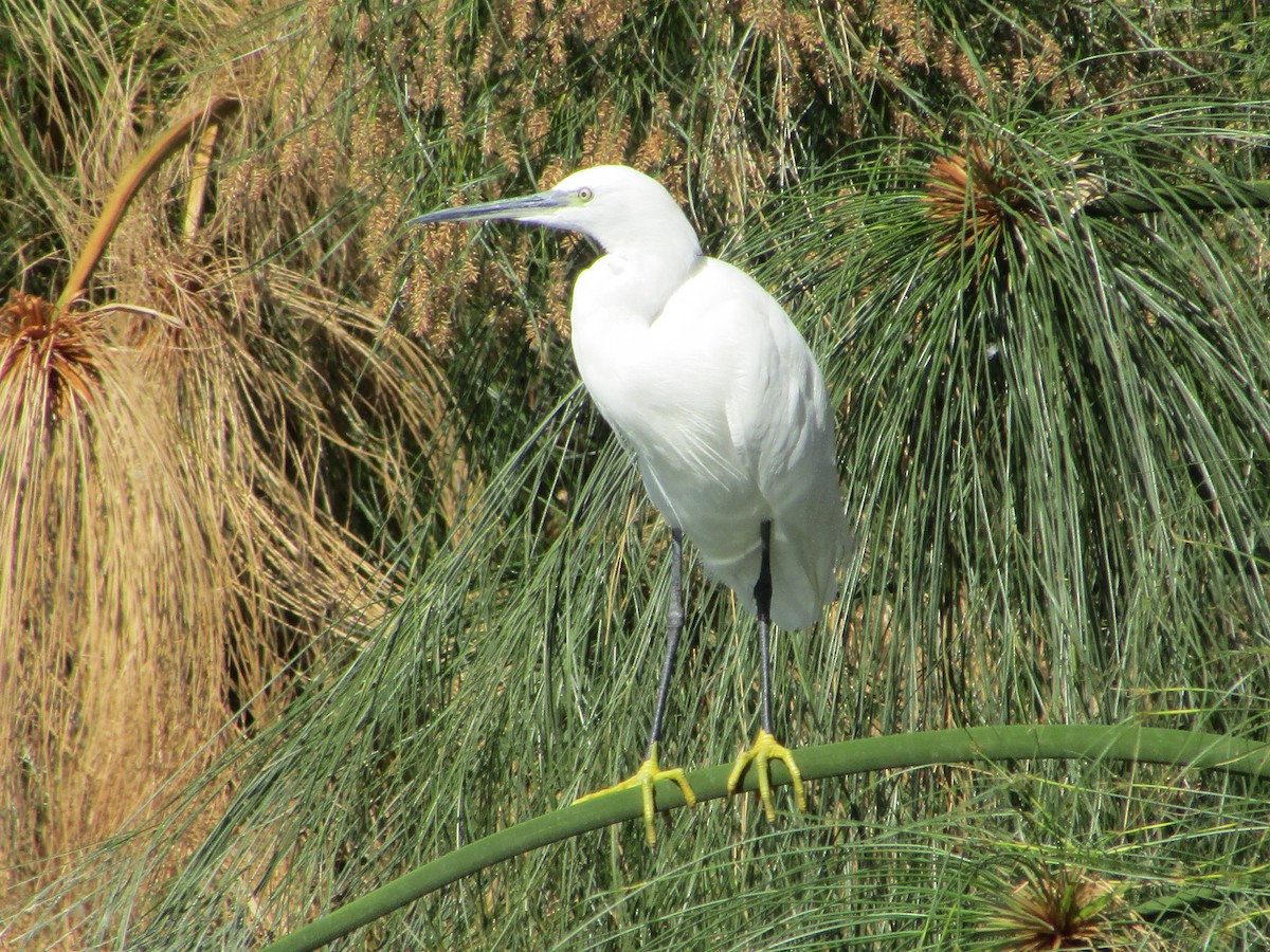 Little Egret - ML603641231