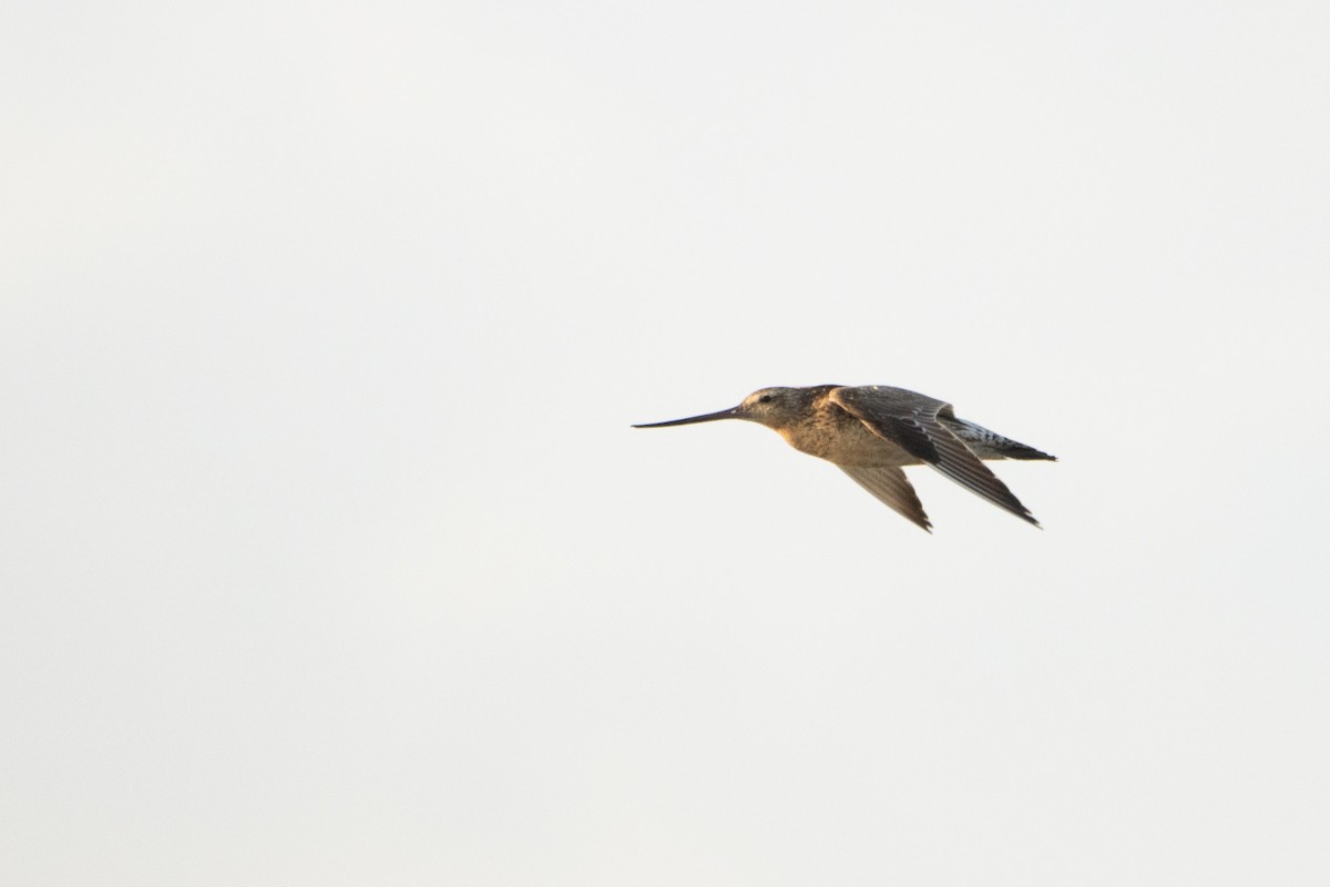 Bar-tailed Godwit - ML603641381