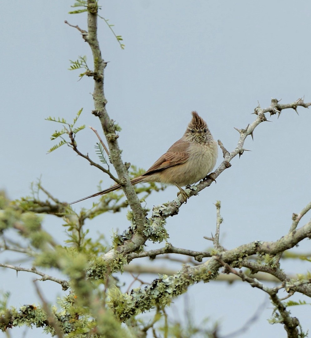 Tufted Tit-Spinetail - ML603641451